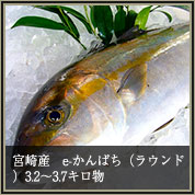 宮崎産　e-かんぱち（ラウンド）3.2～3.7キロ物